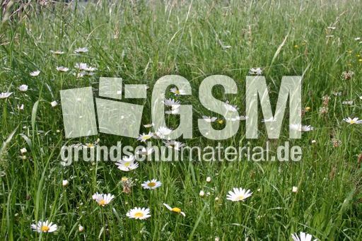 Weiße-Wucherblume-2.jpg